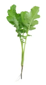 A gai lan tree Stock Photos