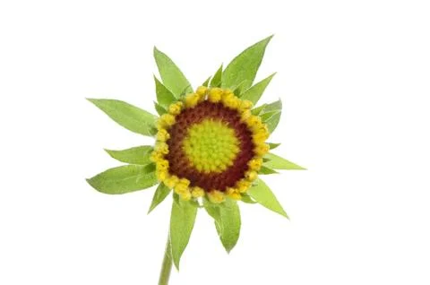 Gaillardia flower Stock Photos