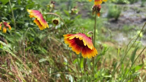 Gaillardia flower with raindrops swaying in light breeze on a sunny day aft. Vídeos de archivo 338046341