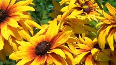 Gaillardia flowers Stock Footage