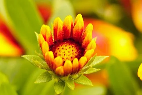 Gaillardia Stock Photos