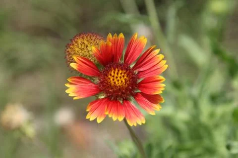 Gaillardia Stock Photos