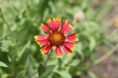 Gaillardia Stock Photos
