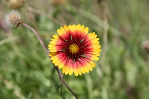 Gaillardia Stock Photos