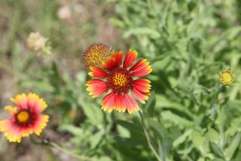 Gaillardia Stock Photos
