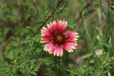 Gaillardia Stock Photos