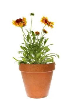 Gaillardia Stock Photos