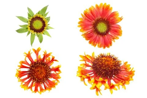 Gaillardia selection Stock Photos