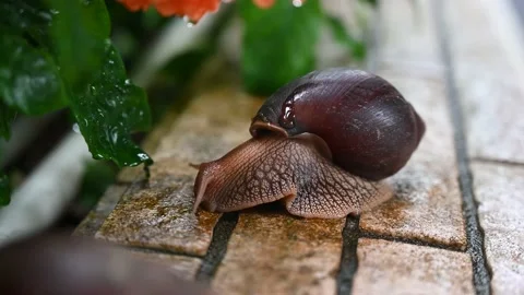 Gaint African snail climbs onto a leaf in early Spring 2023 Video stock 233137445