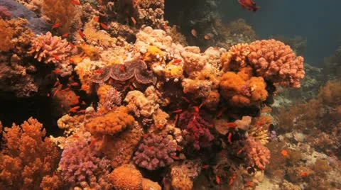 Gaint clam sitting at the reef Stock Footage 22642276
