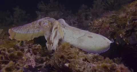 Gaint Cuttlefish Mating Scenes At Dusk Stock Footage 318122462
