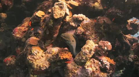 Gaint moray eel at the reef Stock Footage 22638937