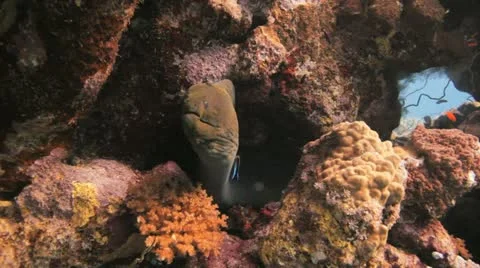 Gaint moray eel at the reef Видео 22638948