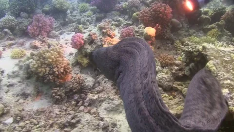 Gaint muray . Stock Footage 78157626