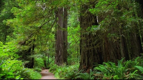 Gaint Redwood Path with Bird Video stock 105455446