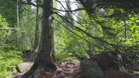 The gaint tree in bottom of forest Stock Footage 278020496