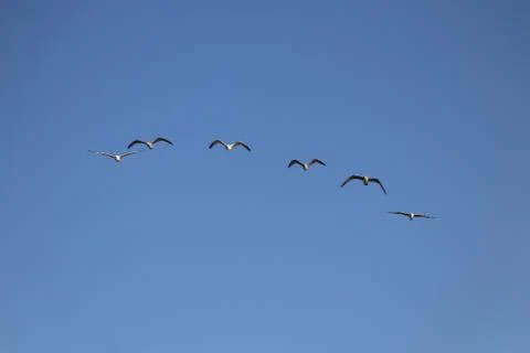 Gaivotas Stock Photos