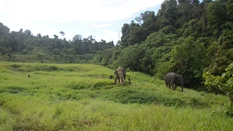 GAJAH MENARI Video stock 125992869