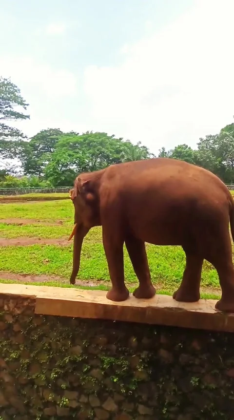 Gajah Sumatra Stock-Footage 234272936