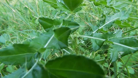 Gal on young thistle, meadow, summer, flora of Ukraine. Stock Footage 340186516