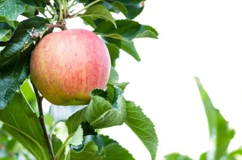Gala apple with white background Stock-Fotos