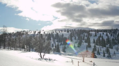 Gålå Pine Trees Stock Footage 37443837
