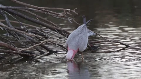 Galah balancing on twig going down to pond drinking water close up Stock Footage 325418072