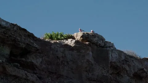 Galah birds on the cliffs  Stock Footage 245593002