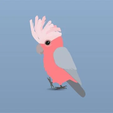 Galah cockatoo Illustrazione stock