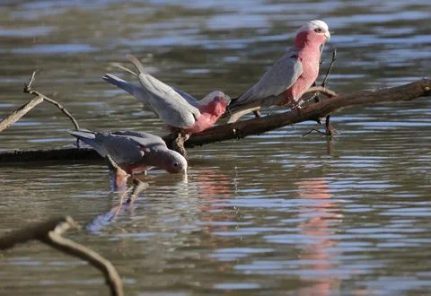 Galah drinking water. Fotos de archivo