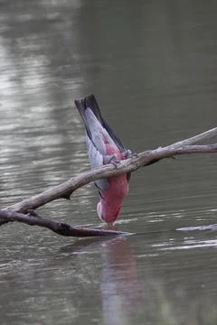 Galah drinking water. Stock-Fotos