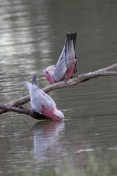 Galah drinking water. Stock-Fotos
