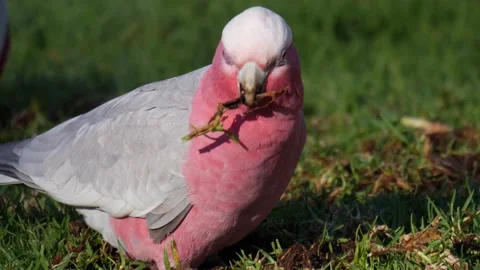 Galah eating 4k Stock Footage 137143764
