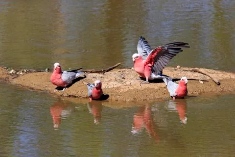 Galah Eolophus roseicapillus group drinking at water Sturt National Park New 스톡 사진