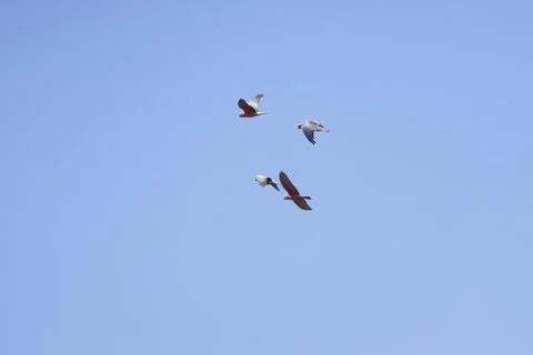 Galah in flight. Фото