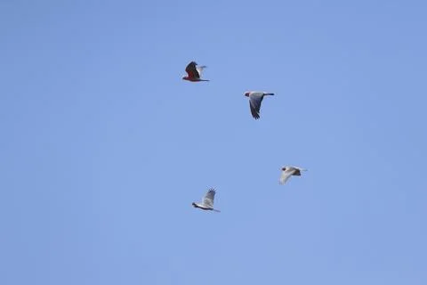Galah in flight. Stockfoto's