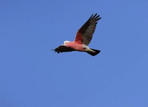 Galah in flight. 写真素材