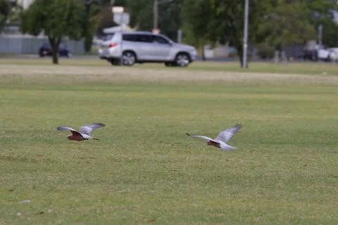 Galah in flight. Fotos Stock