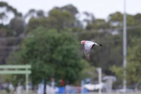 Galah in flight. Foto stock