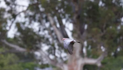 Galah in flight. Foto stock