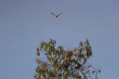 Galah in flight. Foto stock