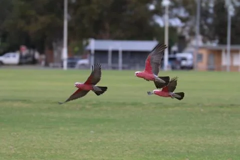 Galah in flight. Foto stock