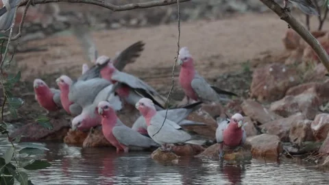 Galah flock drinking water from ourback pond close up Stock Footage 329013059