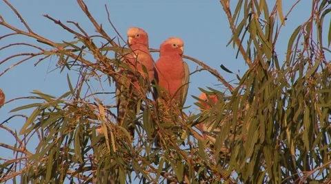 Galah flock perched in tree in outback on a sunny day with blue sky Stock Footage 57173275