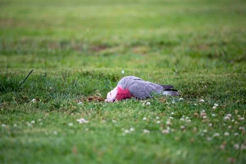 Galah on Grass Eating Foto stock