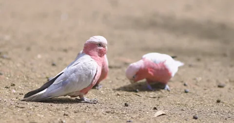 Galah with kangaroo in background, aka pink and grey cockatoo, Australia Видео 138784467