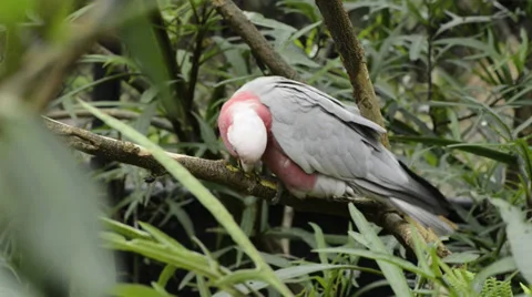 A galah rips the bark off the tree Stock Footage 38385694
