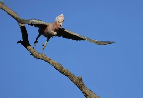 Galah taking flight. Fotos de archivo