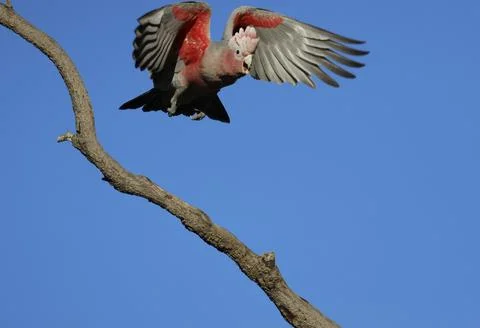 Galah taking flight. Fotos de archivo