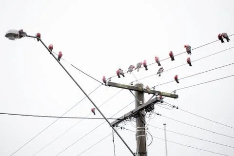 Galahs on a electrical wire Stock Photos
